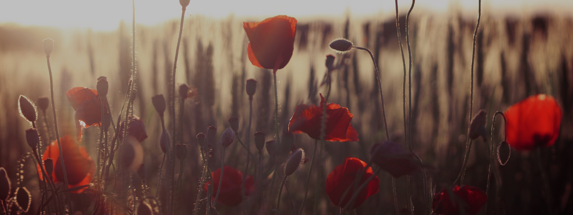 Remembrance Sunday*10th November 2024*SERVICES*